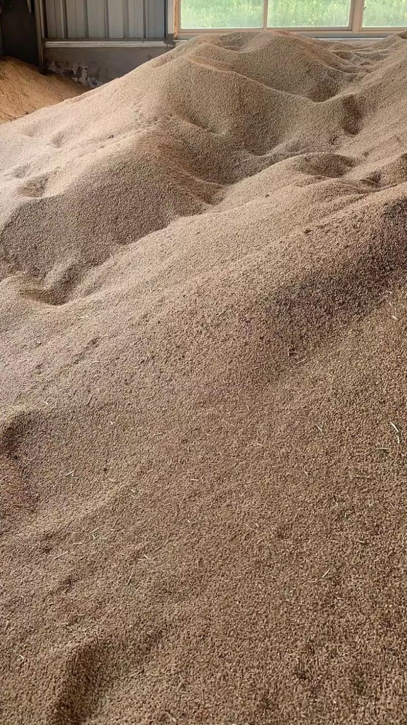 稻子