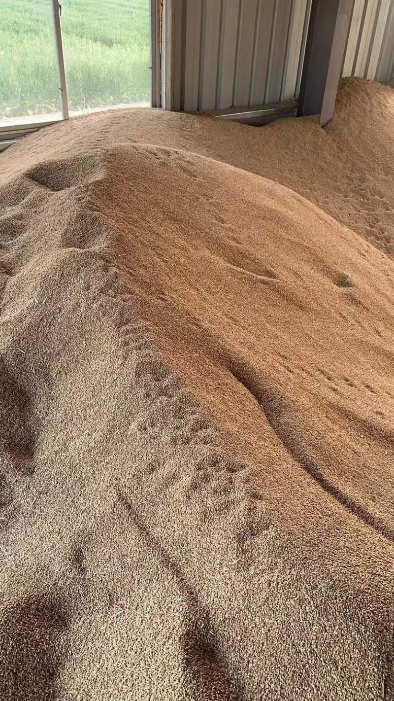 稻子