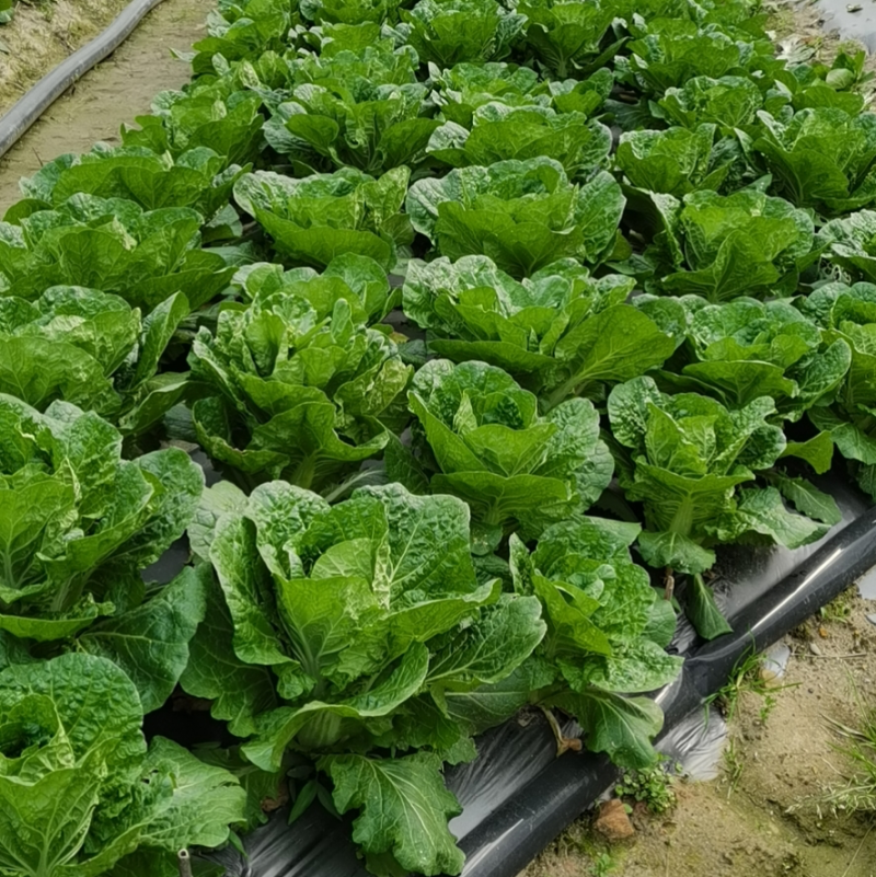 毛白菜大量供应中，质量好，价格优惠，欢迎新老客户前来咨询