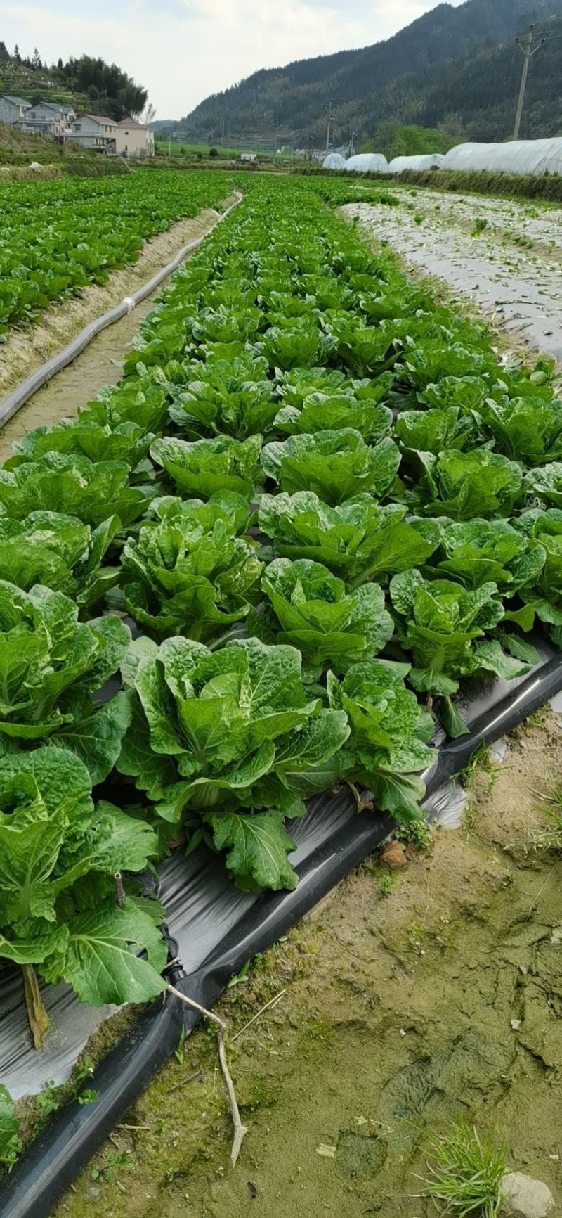 毛白菜大量供应中，质量好，价格优惠，欢迎新老客户前来咨询