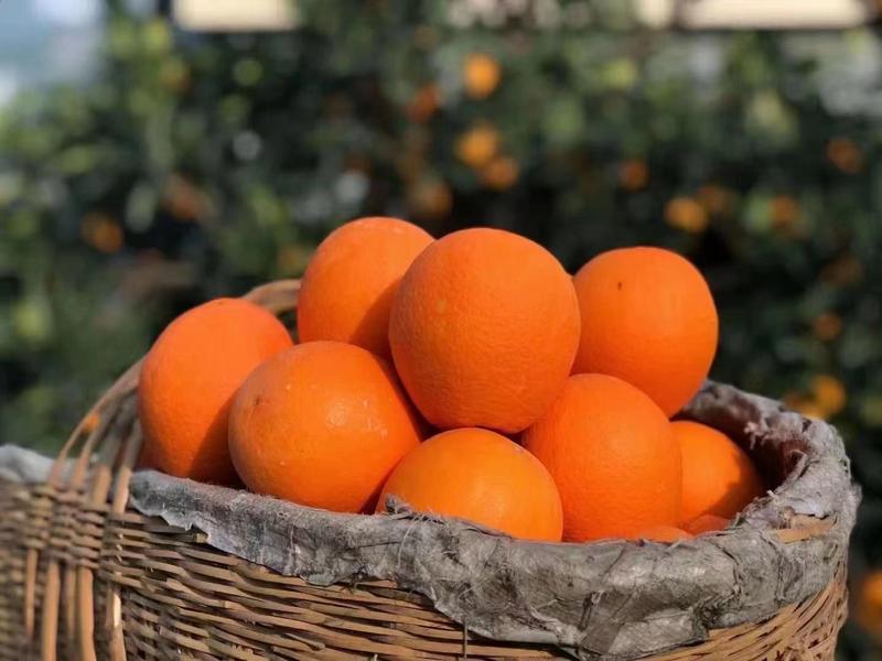 秭归伦晚脐橙橙子口感好汁多化渣自家种植货源充足全国发货