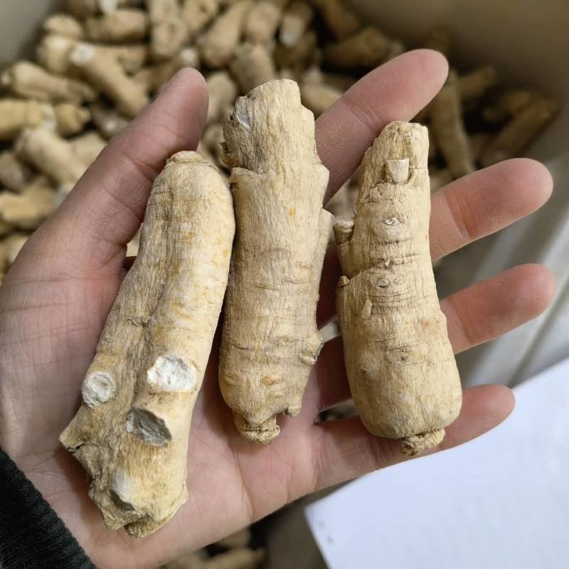 西洋参16支颜色好看产地采购重在品质当天发货