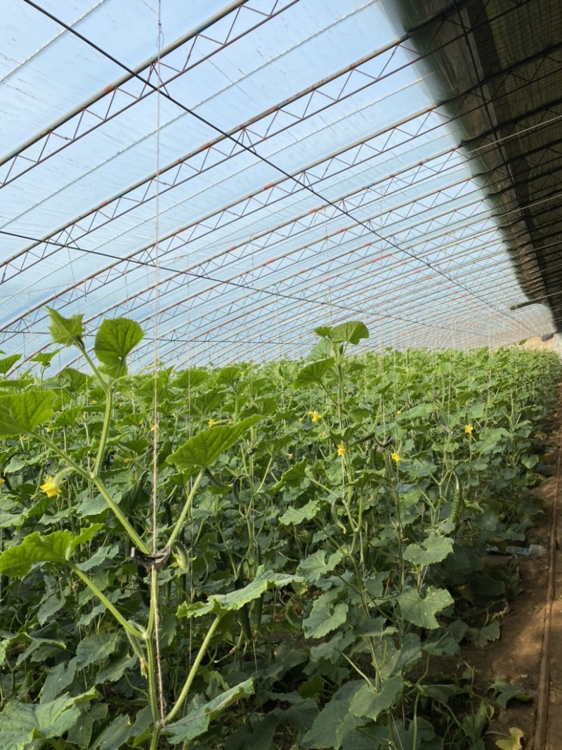 石家庄无极县黄瓜自己家大棚蔬菜，绿色健康，直接食用