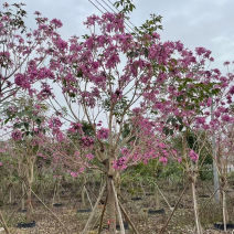 紫花风铃木漳州风铃木种植基地农户直销批发各种规格现货