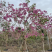 紫花风铃木漳州风铃木种植基地农户直销批发各种规格现货