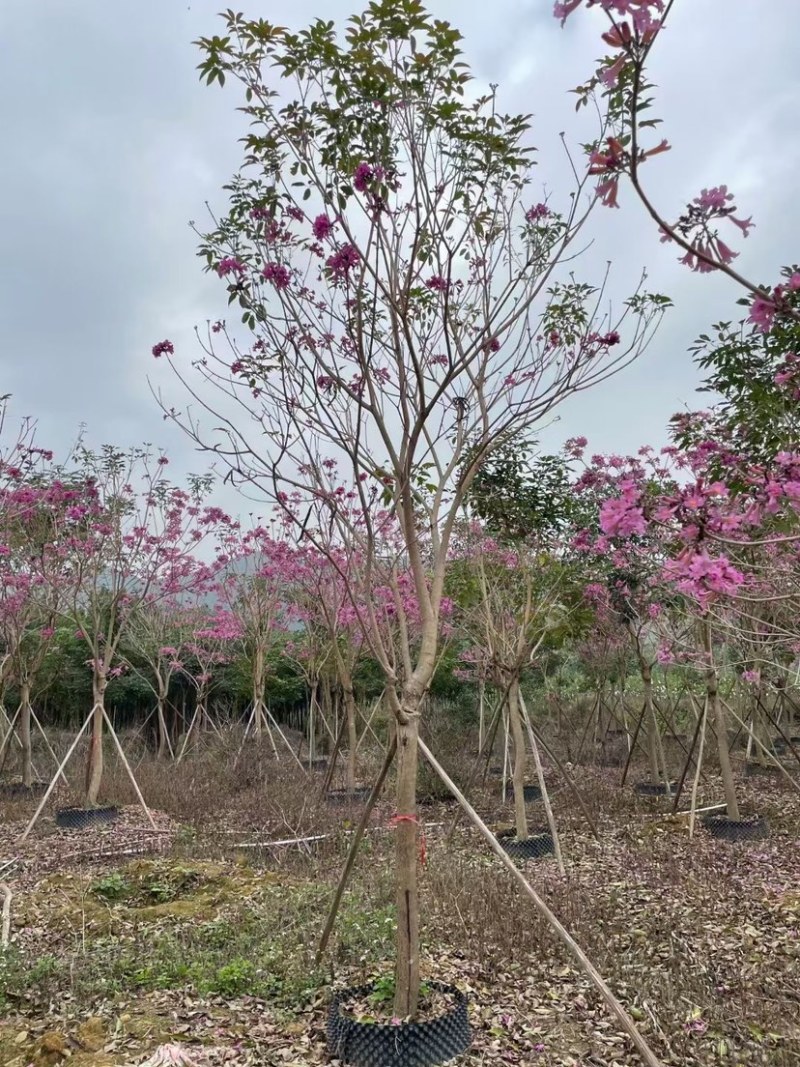 紫花风铃木漳州风铃木种植基地农户直销批发各种规格现货