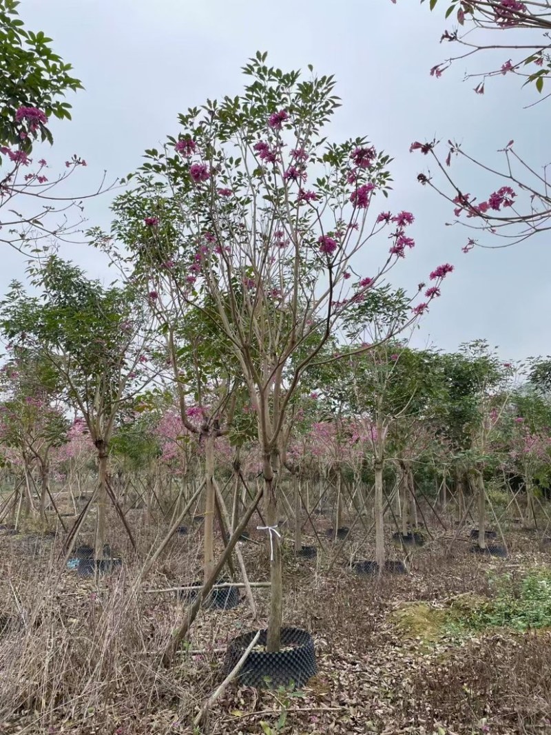 紫花风铃木漳州风铃木种植基地农户直销批发各种规格现货