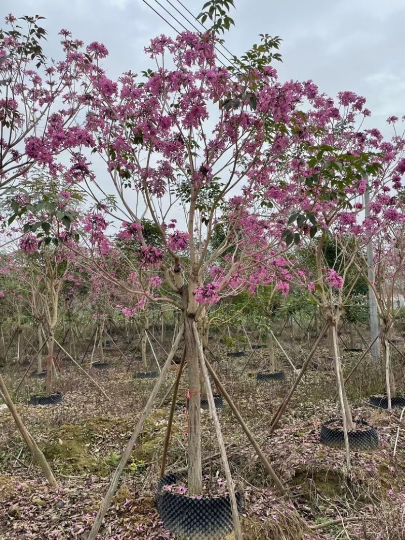 紫花风铃木漳州风铃木种植基地农户直销批发各种规格现货