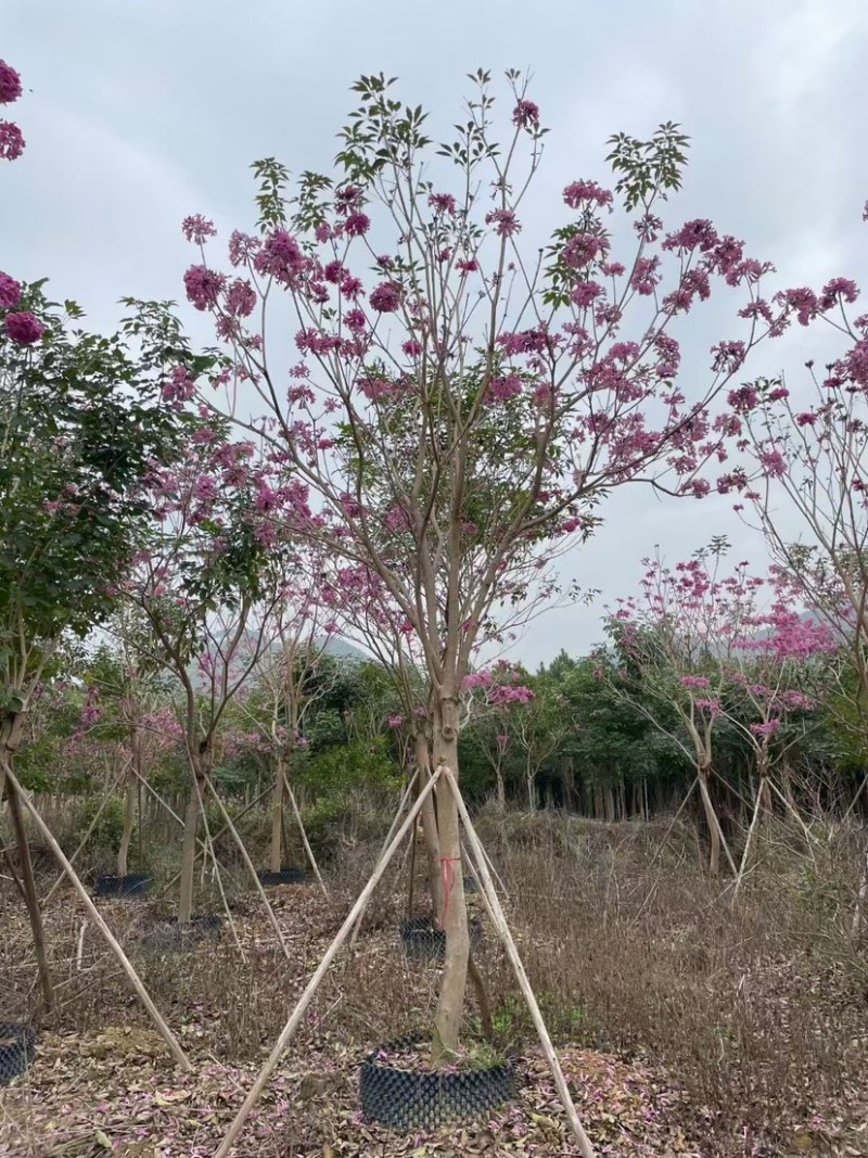 紫花风铃木漳州风铃木种植基地农户直销批发各种规格现货