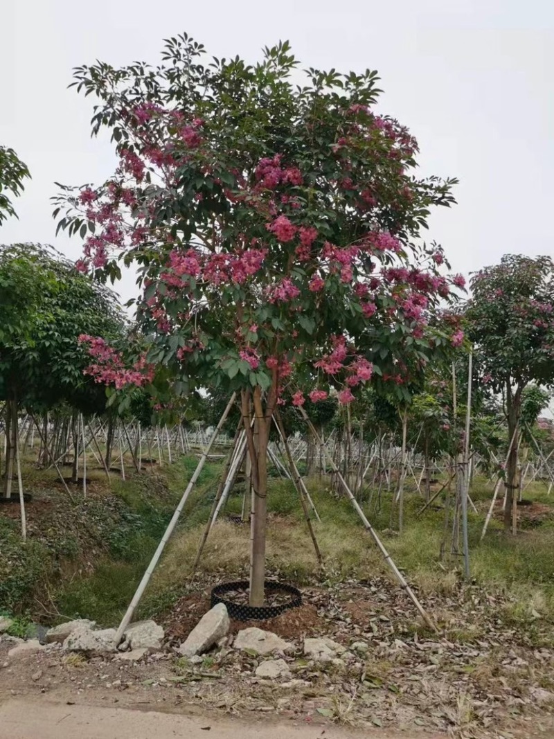 紫花风铃木漳州风铃木种植基地农户直销批发各种规格现货