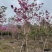 紫花风铃木漳州风铃木种植基地农户直销批发各种规格现货