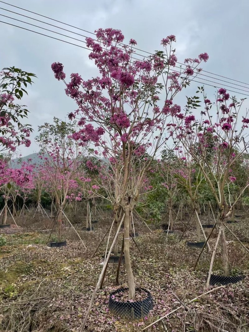 紫花风铃木漳州风铃木种植基地农户直销批发各种规格现货
