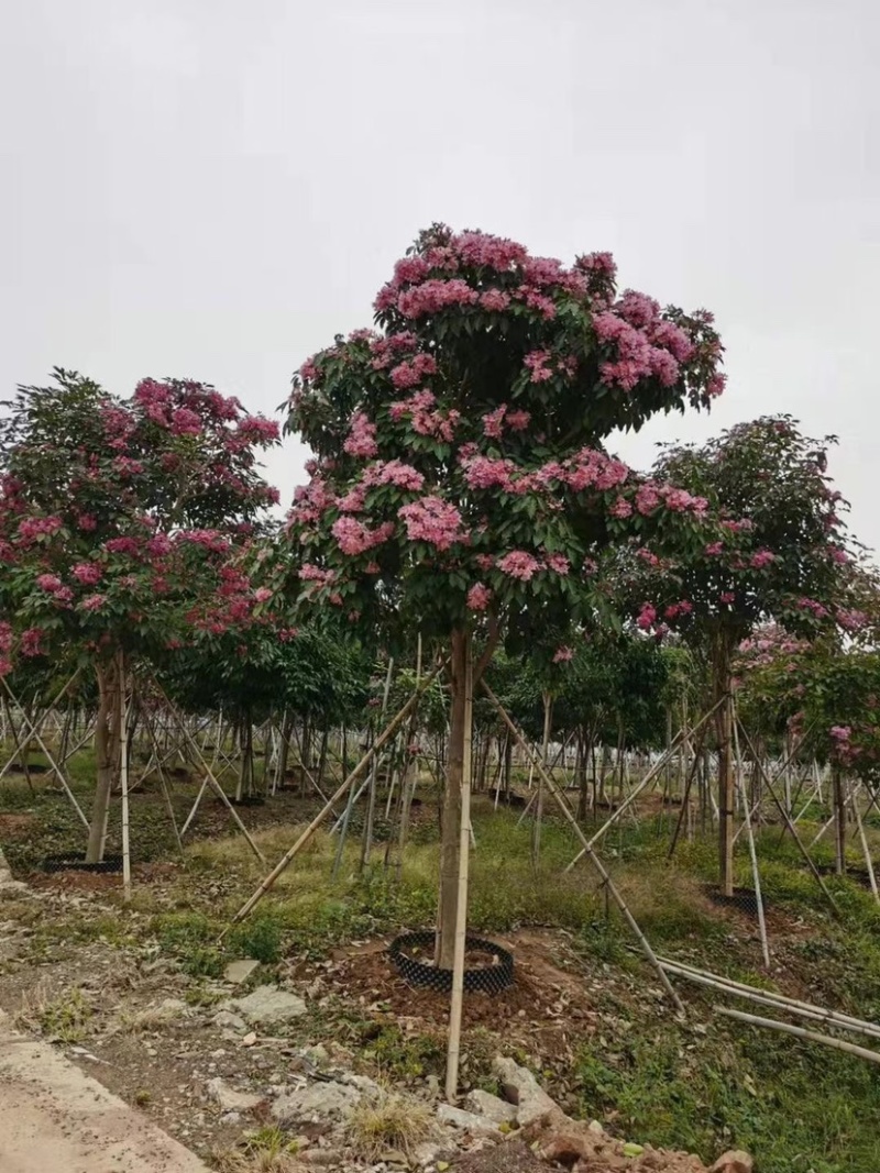 紫花风铃木漳州风铃木种植基地农户直销批发各种规格现货