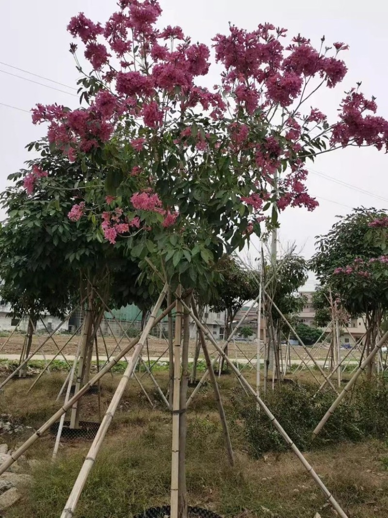 紫花风铃木漳州风铃木种植基地农户直销批发各种规格现货