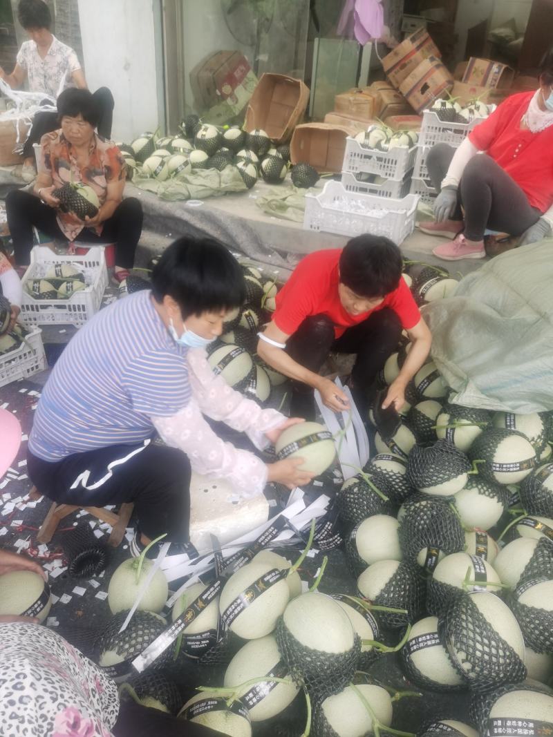 一瓜一藤，瓜香甜，软糯，口感独特，这就是海阳网纹瓜的特性