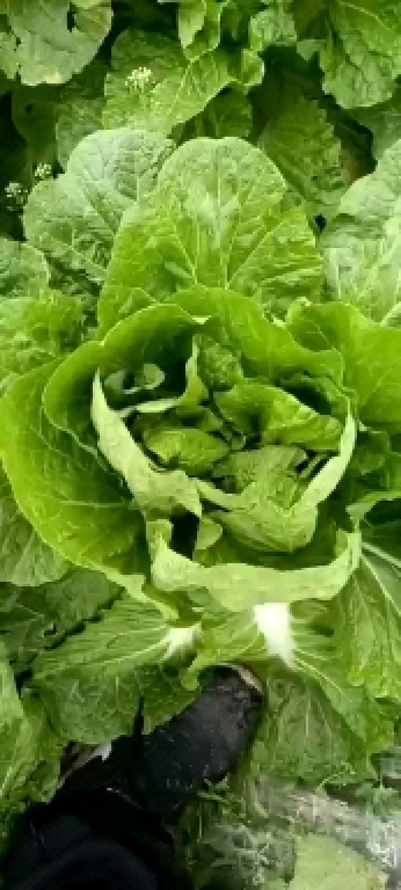 黄心大白菜，白菜精品白菜看货论价，保质保量，欢迎订购