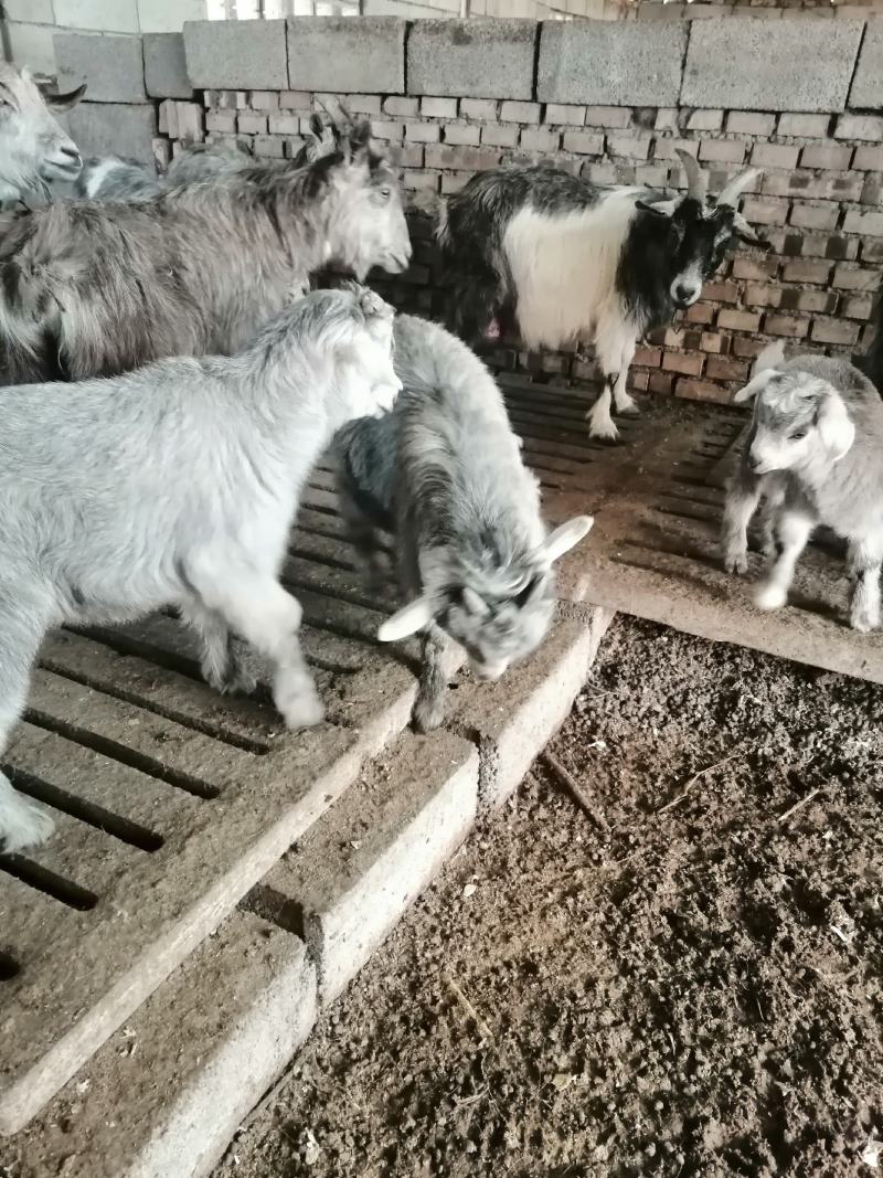 活羊鲁西南纯种青山羊大小都有货到付款就行免费送货上门