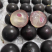 顺丰空运果园直发嘉宝果沙巴加嘉树葡萄一件代发批发价