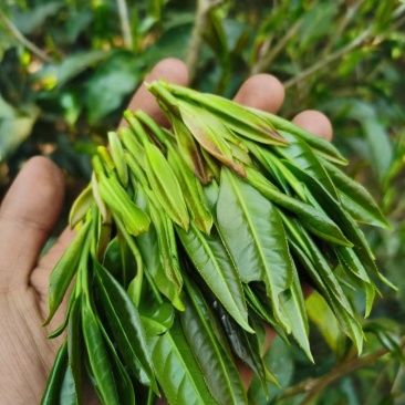 【精品】2025野生古树野生红茶，古树红茶，一手货源