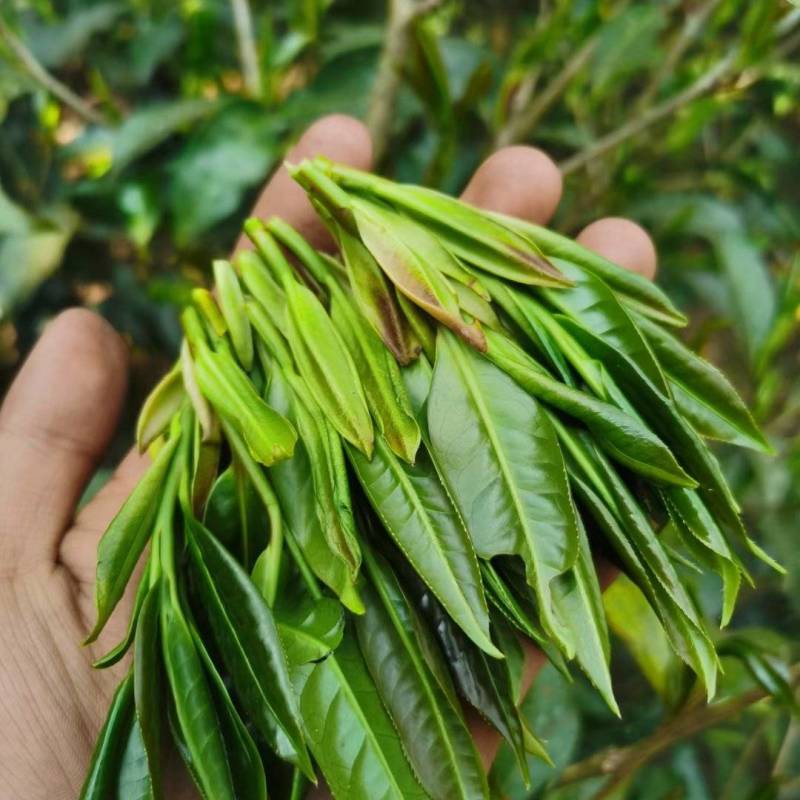【精品】2025野生古树野生红茶，古树红茶，一手货源