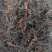 【精品】2025野生古树野生红茶，古树红茶，一手货源