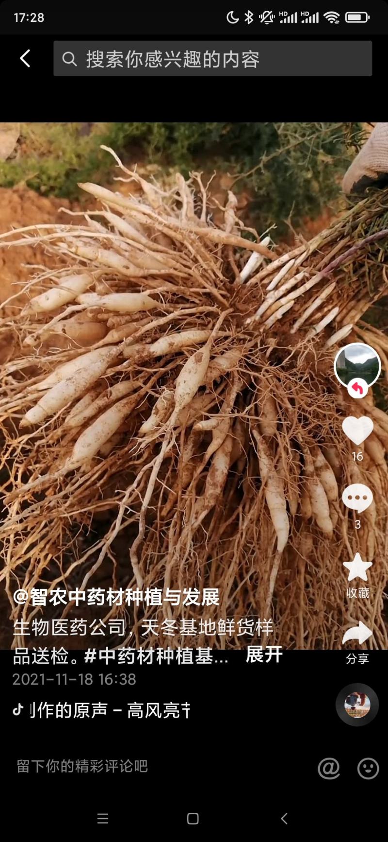 天冬预售