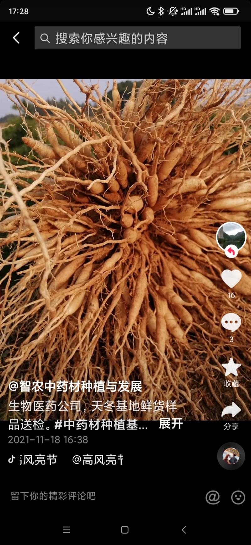 天冬预售