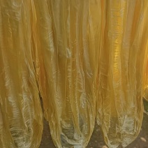 广西精品腐竹，厂家直供，品质保证，货源充足，全国发货