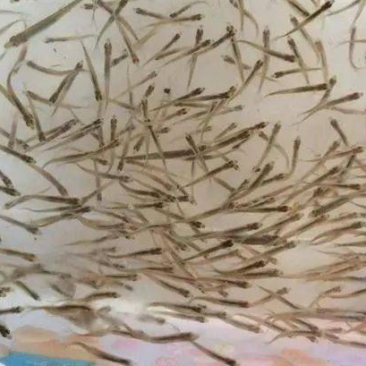 中科异域银鲫鱼种夏花批发一斤一万尾到5000尾规格