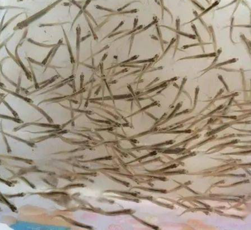 中科异域银鲫鱼种夏花批发一斤一万尾到5000尾规格