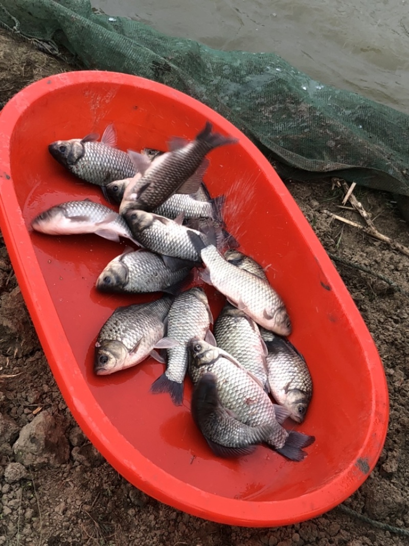 中科异域银鲫鱼种夏花批发一斤一万尾到5000尾规格
