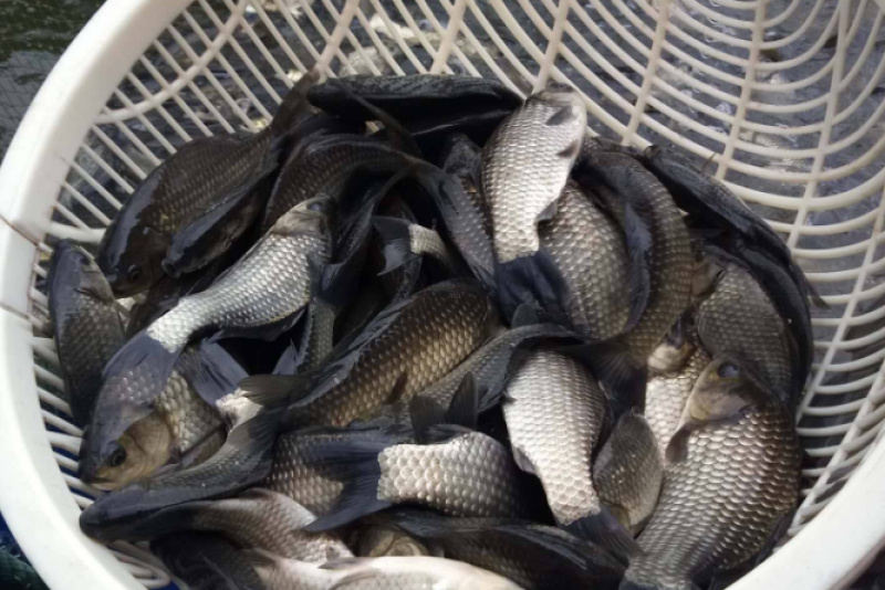 中科异域银鲫鱼种夏花批发一斤一万尾到5000尾规格