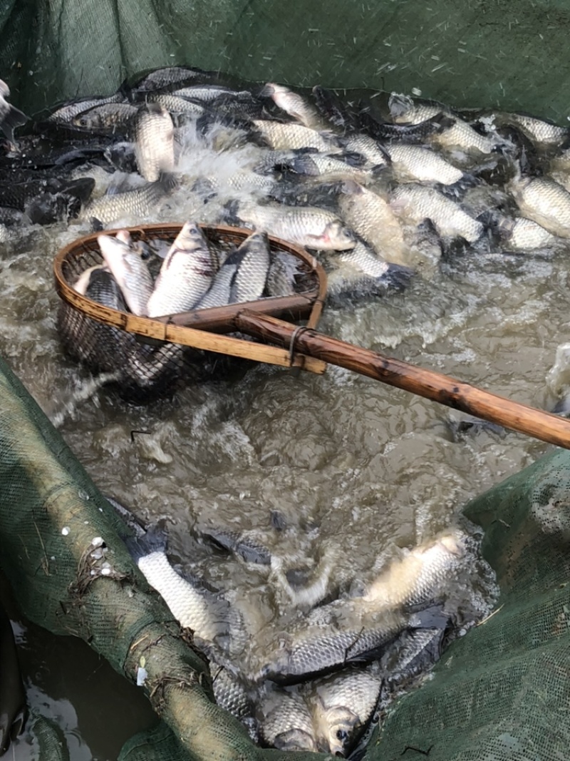 中科异域银鲫鱼种夏花批发一斤一万尾到5000尾规格