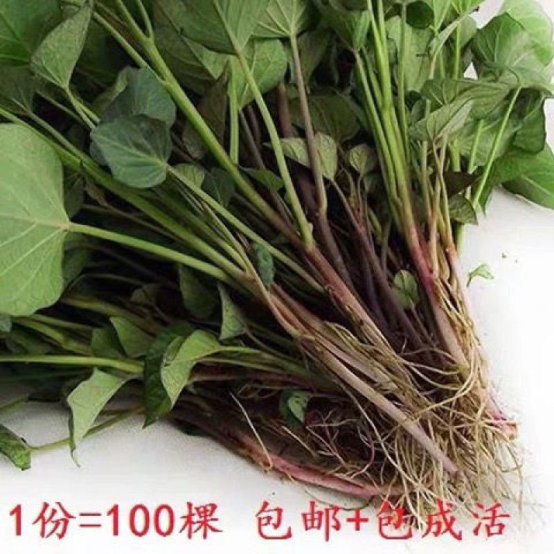 龙薯九秧苗龙薯苗一手货源产地直供欢技术指导