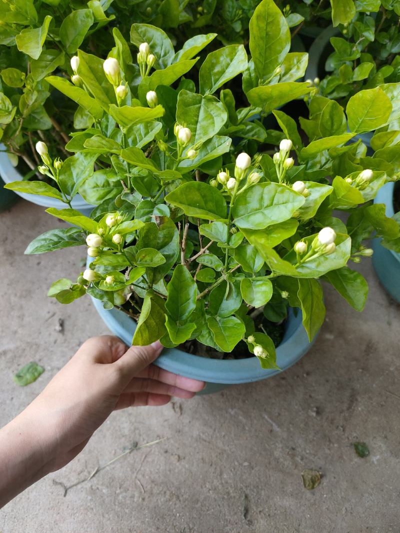 260#茉莉一箱12盆广州基地直发花苞多叶片好，一箱起批