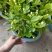 260#茉莉一箱12盆广州基地直发花苞多叶片好,一箱起批