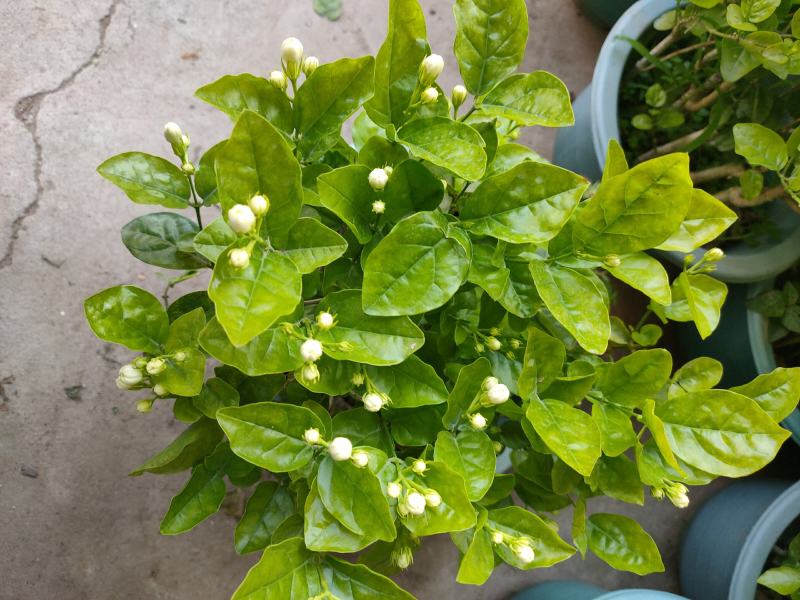 260#茉莉一箱12盆广州基地直发花苞多叶片好，一箱起批