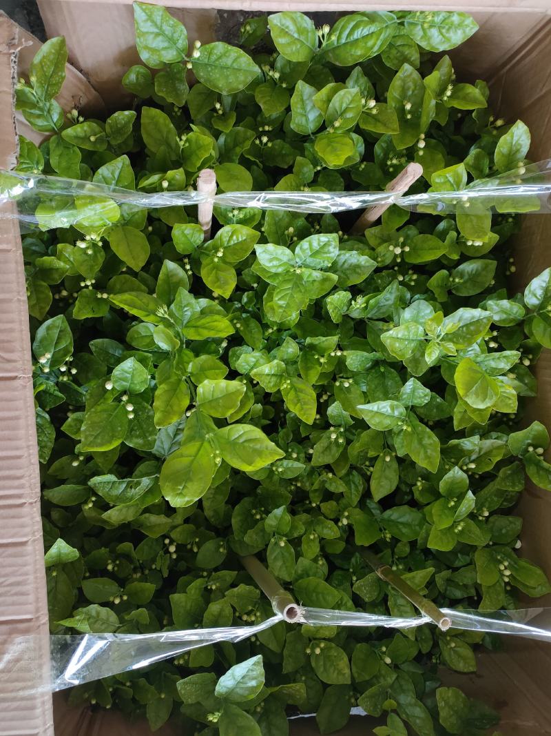 260#茉莉一箱12盆广州基地直发花苞多叶片好，一箱起批