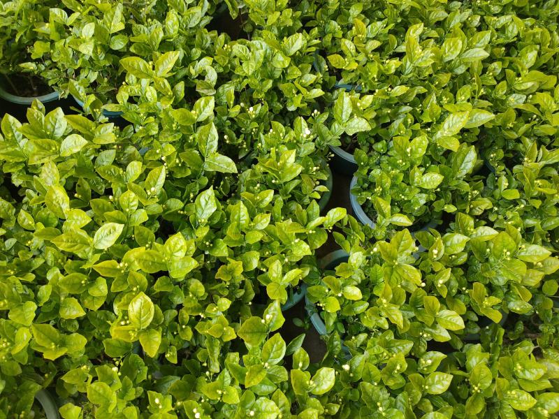 260#茉莉一箱12盆广州基地直发花苞多叶片好，一箱起批