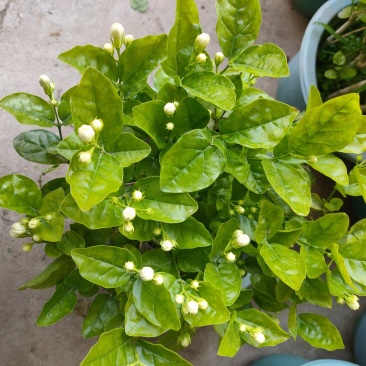 260#茉莉一箱12盆广州基地直发花苞多叶片好,一箱起批
