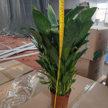 120#美酒白掌出花一箱20盆实物实拍图发货标准参考如图