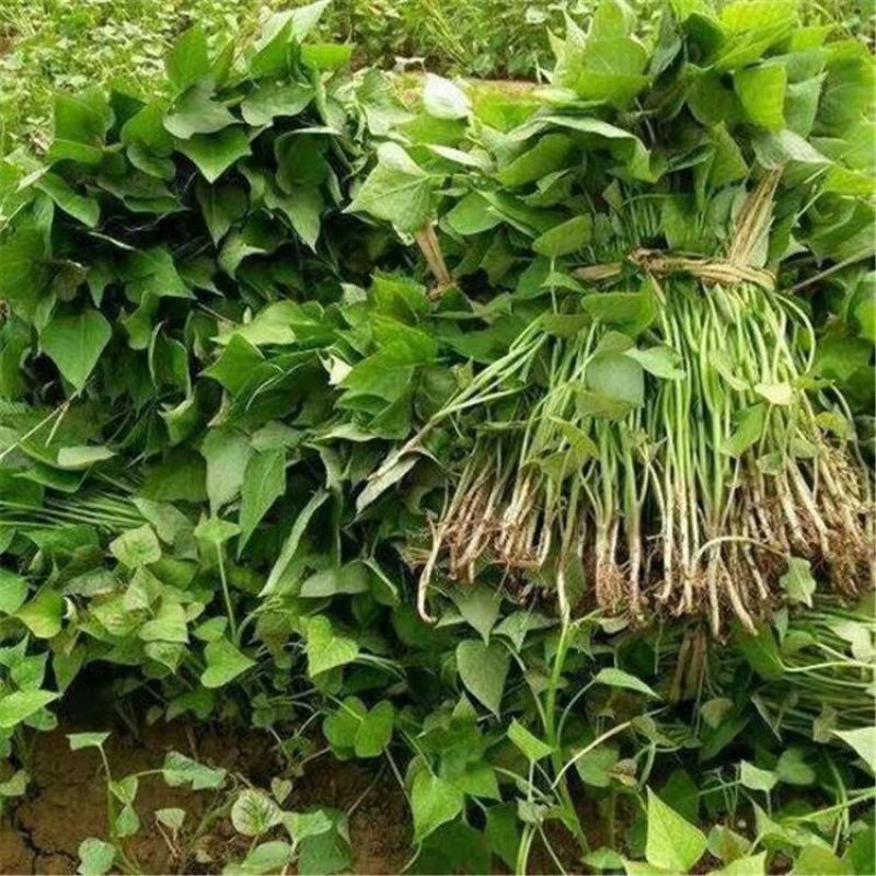 济薯26红薯苗济薯苗高产货源充足量大从优来电咨询