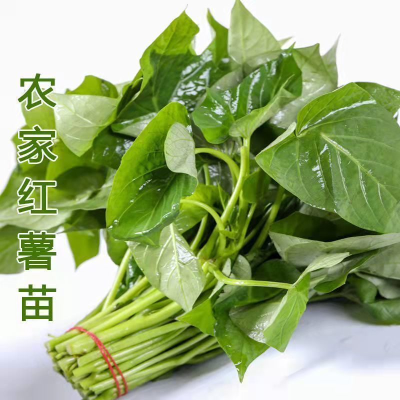 济薯26红薯苗济薯苗高产货源充足量大从优来电咨询