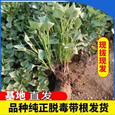 济薯26红薯苗济薯苗高产货源充足量大从优来电咨询