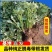 济薯26红薯苗济薯苗高产货源充足量大从优来电咨询