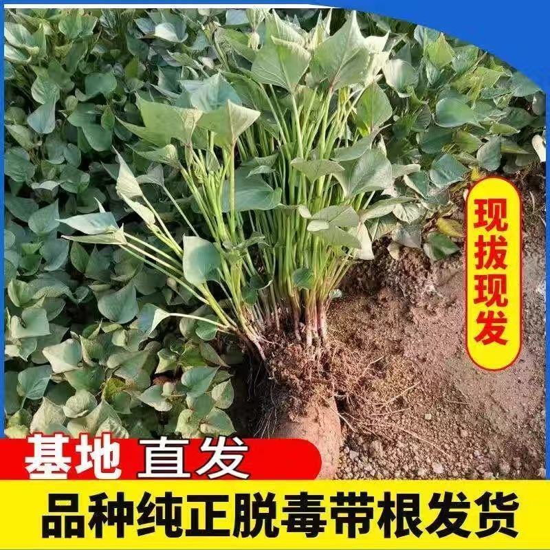 济薯26红薯苗济薯苗高产货源充足量大从优来电咨询