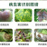 10%氰霜唑霜霉病疫病专用杀菌剂黄瓜葡萄西甜瓜霜霉病杀菌