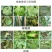 10%氰霜唑霜霉病疫病专用杀菌剂黄瓜葡萄西甜瓜霜霉病杀菌