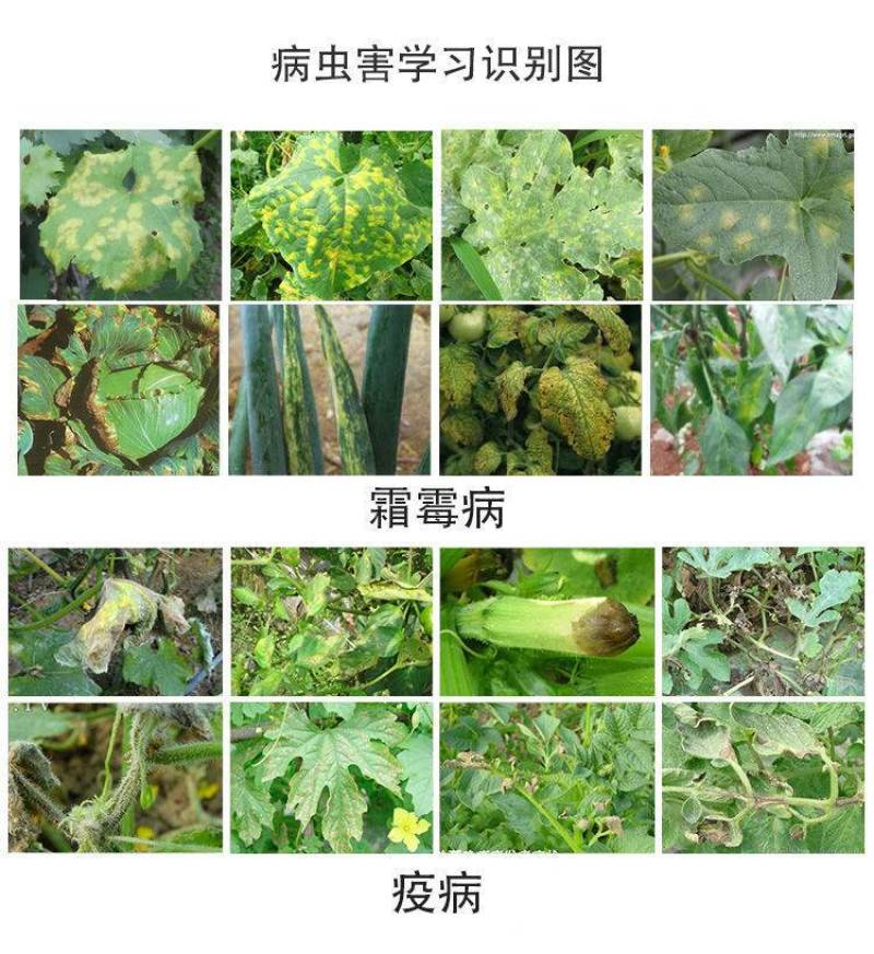 10%氰霜唑霜霉病疫病专用杀菌剂黄瓜葡萄西甜瓜霜霉病杀菌