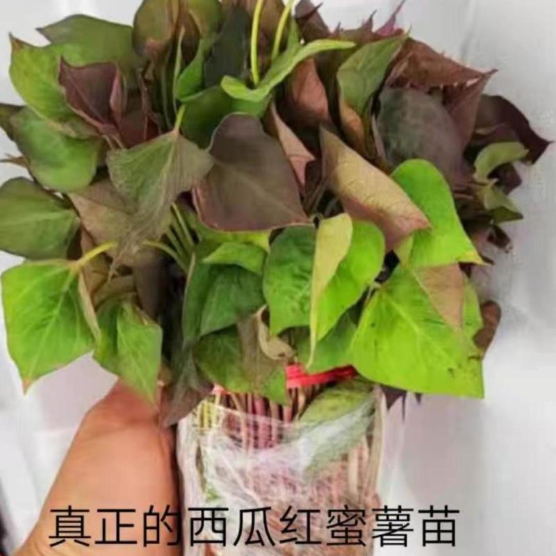 夏津县西瓜红地瓜苗，产地直发，高产包纯正价格实惠成活率高